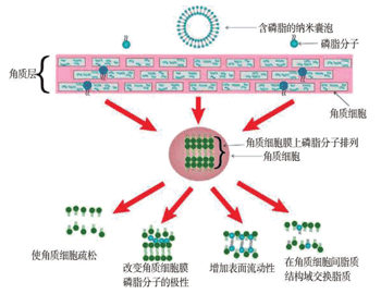 含磷脂分子的脂质体透皮机制