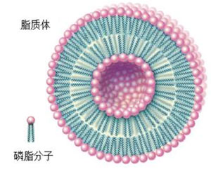 脂质体磷脂双分子层结构示意