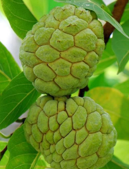 番荔枝