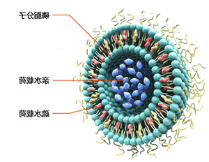 载药脂质体示意图.png 澳门赌场在线娱乐